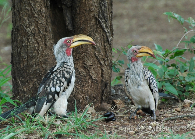 puku rsa 208.jpg - Southern Yellow-billed Hornbill (Tockus leucomelas)